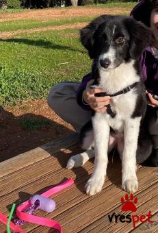 Ράτσα: Άγνωστο - Ημίαιμο | Ηλικία: 6 μηνών | Φύλο: Θηλυκό | Αρ. Microchip: 990000012358770 | Ημίαιμο | Περιοχή: Χαλκηδόνα, Θεσσαλονίκη