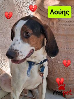 Ράτσα: Μπίγκλ - Beagle | Ηλικία: 2 ετών | Φύλο: Αρσενικό | Αρ. Microchip: 9400034569584 | Ημίαιμο | Περιοχή: Λαυρεωτική, Αττική