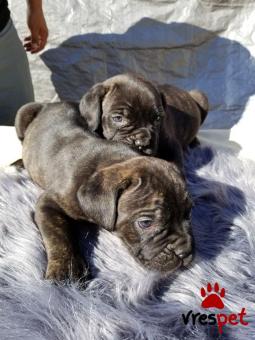 Ράτσα: Κανέ Κόρσο - Cane Corso | Ηλικία: 3 μηνών | Φύλο: Αρσενικό | Αρ. Microchip: 978108682345678 | Ιδιώτης | Εκπαιδευμένο | Pedigree | Περιοχή: Αθήνα, Αττική