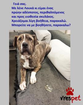Ράτσα: Άλλη Ράτσα | Ηλικία: 4 ετών | Φύλο: Αρσενικό | Αρ. Microchip: 981021212121212 | Περιοχή: Αττική