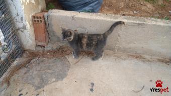 Ράτσα: Άγνωστο - Ημίαιμο | Ηλικία: 5 μηνών | Φύλο: Θηλυκό | Αρ. Microchip: - | Περιοχή: Αττική