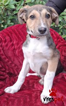 Ράτσα: Άγνωστο - Ημίαιμο | Ηλικία: 6 μηνών | Φύλο: Θηλυκό | Αρ. Microchip: 0 | Ημίαιμο | Περιοχή: Γλυφάδα, Αττική