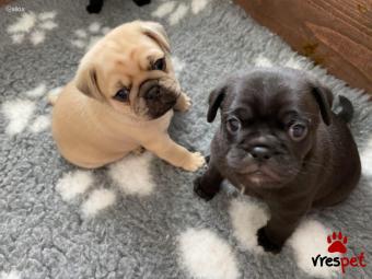 Ράτσα: Πάγκ - Pug | Ηλικία: 3 μηνών | Φύλο: Θηλυκό | Αρ. Microchip: 903980290380460 | Ιδιώτης | Εκπαιδευμένο | Pedigree | Περιοχή: Αθήνα, Αττική