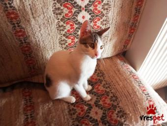 Ράτσα: Γάτα του Αιγαίου | Ηλικία: 6 μηνών | Φύλο: Θηλυκό | Αρ. Microchip: 983232212121212 | Περιοχή: Αττική