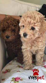 Ράτσα: Κανίς μίνι μαύρο - Canishe black | Ηλικία: 2,5 μηνών | Φύλο: Αρσενικό | Αρ. Microchip: 978101082377678 | Ιδιώτης | Εκπαιδευμένο | Pedigree | Περιοχή: Αθήνα, Αττική