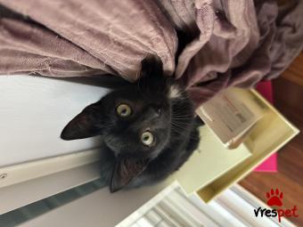 Ράτσα: Άγνωστο - Ημίαιμο | Ηλικία: 2,5 μηνών | Φύλο: Αρσενικό | Αρ. Microchip: - | Περιοχή: Λυκόβρυση Πεύκη, Αττική