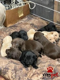 Ράτσα: Λαμπραντόρ - Labrador | Ηλικία: 3 μηνών | Φύλο: Θηλυκό | Αρ. Microchip: 985115543870055 | Ιδιώτης | Εκπαιδευμένο | Pedigree | Περιοχή: Αθήνα, Αττική