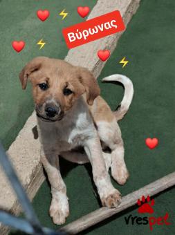 Ράτσα: Λαμπραντόρ - Labrador | Ηλικία: 3 μηνών | Φύλο: Αρσενικό | Αρ. Microchip: 9012362545478 | Ημίαιμο | Περιοχή: Λαυρεωτική, Αττική
