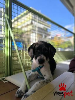 Ράτσα: Άγνωστο - Ημίαιμο | Ηλικία: 4 μηνών | Φύλο: Αρσενικό | Αρ. Microchip: 900263004801368 | Ιδιώτης | Ημίαιμο | Περιοχή: Βριλήσσια, Αττική