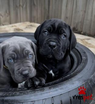 Ράτσα: Κανέ Κόρσο - Cane Corso | Ηλικία: 3 μηνών | Φύλο: Αρσενικό | Αρ. Microchip: 985113009734742 | Ιδιώτης | Εκπαιδευμένο | Pedigree | Περιοχή: Αθήνα, Αττική