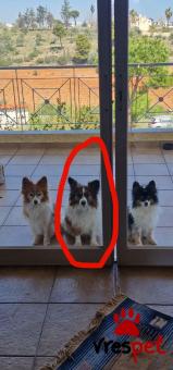 Ράτσα: Παπιγιόν - Papijon | Ηλικία: 5+ | Φύλο: Αρσενικό | Αρ. Microchip: 0000  | Για ζευγάρωμα | Περιοχή: Γλυφάδα, Αττική