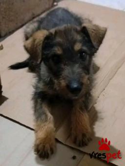 Ράτσα: Άλλη Ράτσα | Ηλικία: 3 μηνών | Φύλο: Αρσενικό | Αρ. Microchip: - | Περιοχή: Κιλκίς, Μακεδονία