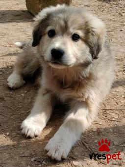 Ράτσα: Άγνωστο - Ημίαιμο | Ηλικία: 3 μηνών | Φύλο: Αρσενικό | Αρ. Microchip: - | Περιοχή: Κιλκίς, Μακεδονία