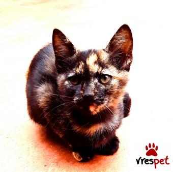 Ράτσα: Άγνωστο - Ημίαιμο | Ηλικία: 3 μηνών | Φύλο: Θηλυκό | Αρ. Microchip: 0 | Περιοχή: Νεάπολη Συκεές, Θεσσαλονίκη