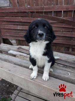 Ράτσα: Ελληνικός Ποιμενικός - Greek Shepherd | Ηλικία: 3 μηνών | Φύλο: Αρσενικό | Αρ. Microchip: 4458961000002225 | Ημίαιμο | Περιοχή: Αγιά, Θεσσαλία