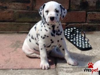 Ράτσα: Δαλματίας - Dalmatian | Ηλικία: 3 μηνών | Φύλο: Θηλυκό | Αρ. Microchip: 973890267890260 | Ιδιώτης | Εκπαιδευμένο | Pedigree | Περιοχή: Αθήνα, Αττική