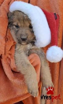 Ράτσα: Άγνωστο - Ημίαιμο | Ηλικία: 2,5 μηνών | Φύλο: Αρσενικό | Αρ. Microchip: 0 | Ημίαιμο | Περιοχή: Γλυφάδα, Αττική