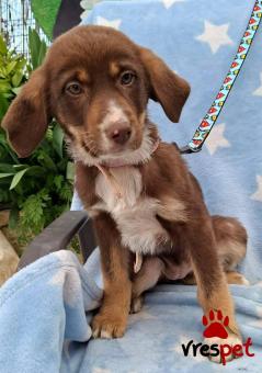 Ράτσα: Άγνωστο - Ημίαιμο | Ηλικία: 3 μηνών | Φύλο: Θηλυκό | Αρ. Microchip: 0 | Ημίαιμο | Περιοχή: Γλυφάδα, Αττική