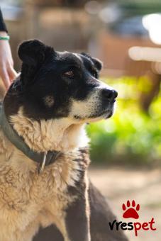 Ράτσα: Άγνωστο - Ημίαιμο | Ηλικία: 5+ | Φύλο: Θηλυκό | Αρ. Microchip: . | Περιοχή: Νέα Σμύρνη, Αττική