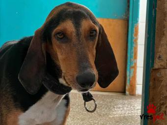 Ράτσα: Άγνωστο - Ημίαιμο | Ηλικία: 1 έτους | Φύλο: Αρσενικό | Αρ. Microchip:   Keno | Περιοχή: Νέα Σμύρνη, Αττική