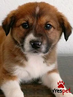 Ράτσα: Άγνωστο - Ημίαιμο | Ηλικία: 2,5 μηνών | Φύλο: Θηλυκό | Αρ. Microchip: - | Περιοχή: Κιλκίς, Μακεδονία