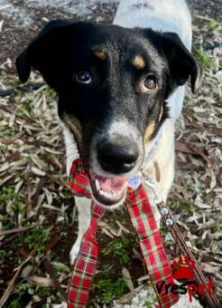 Ράτσα: Άγνωστο - Ημίαιμο | Ηλικία: 8 μηνών | Φύλο: Θηλυκό | Αρ. Microchip: - | Περιοχή: Νέα Σμύρνη, Αττική