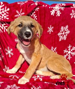 Ράτσα: Άγνωστο - Ημίαιμο | Ηλικία: 3 μηνών | Φύλο: Θηλυκό | Αρ. Microchip: 0 | Ημίαιμο | Περιοχή: Γλυφάδα, Αττική