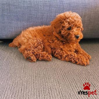 Ράτσα: Κανίς μίνι μαύρο - Canishe black | Ηλικία: 3 μηνών | Φύλο: Θηλυκό | Αρ. Microchip: 902208010280950 | Ιδιώτης | Εκπαιδευμένο | Pedigree | Περιοχή: Αθήνα, Αττική