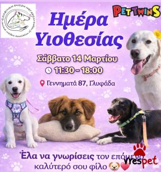 Ράτσα: Άγνωστο - Ημίαιμο | Ηλικία: 6 μηνών | Φύλο: Θηλυκό | Αρ. Microchip: 0 | Ημίαιμο | Περιοχή: Γλυφάδα, Αττική