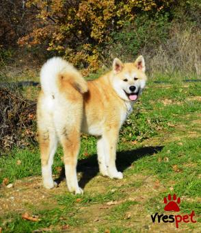 Ράτσα: Ακίτα Γιαπωνέζικος - Akita inu | Ηλικία: 4 μηνών | Φύλο: Θηλυκό | Αρ. Microchip: 932002000563607 | Pedigree | Περιοχή: Κομοτηνή, Θράκη