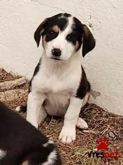 Ράτσα: Άγνωστο - Ημίαιμο | Ηλικία: 2 μηνών | Φύλο: Θηλυκό | Αρ. Microchip: 0000000 | Περιοχή: Κορδελιό Εύοσμος, Θεσσαλονίκη