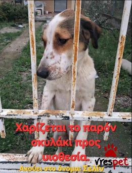 Ράτσα: Άγνωστο - Ημίαιμο | Ηλικία: 2 ετών | Φύλο: Θηλυκό | Αρ. Microchip: 945000002647877 | Περιοχή: Κηφισιά, Αττική