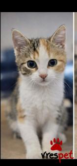 Ράτσα: Άγνωστο - Ημίαιμο | Ηλικία: 3 μηνών | Φύλο: Θηλυκό | Αρ. Microchip: 900182002099628 | Περιοχή: Νίκαια Άγιος Ιωάννης Ρέντης, Αττική