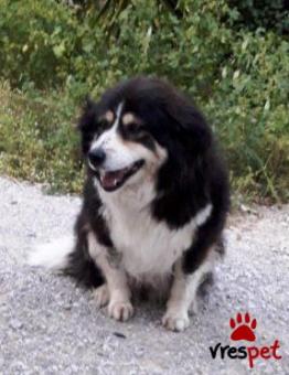Ράτσα: Κόλι - Collie | Ηλικία: 3 ετών | Φύλο: Θηλυκό | Αρ. Microchip: 9013421567321444 | Περιοχή: Χαϊδάρι, Αττική