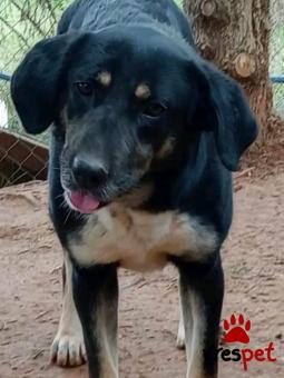 Ράτσα: Άγνωστο - Ημίαιμο | Ηλικία: 2 ετών | Φύλο: Θηλυκό | Αρ. Microchip: - | Περιοχή: Κιλκίς, Μακεδονία