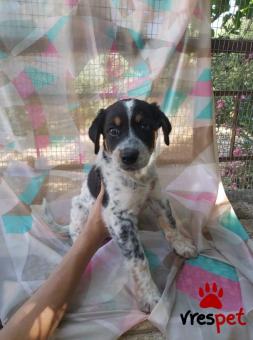 Ράτσα: Ελληνικός Ποιμενικός - Greek Shepherd | Ηλικία: 2 μηνών | Φύλο: Αρσενικό | Αρ. Microchip: 900009090909091 | Περιοχή: Λαυρεωτική, Αττική