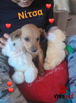 Ράτσα: Μπίγκλ - Beagle | Ηλικία: 2 μηνών | Φύλο: Θηλυκό | Αρ. Microchip: 9400034569584 | Ημίαιμο | Περιοχή: Λαυρεωτική, Αττική