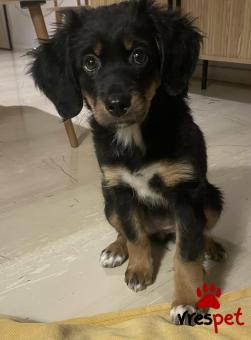 Ράτσα: Άγνωστο - Ημίαιμο | Ηλικία: 3 μηνών | Φύλο: Θηλυκό | Αρ. Microchip: 999999999999999 | Περιοχή: Αττική