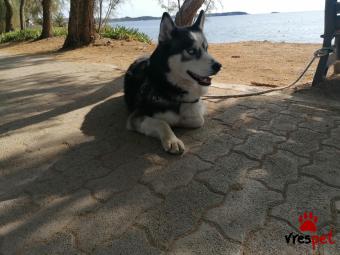 Ράτσα: Σιβηριανός Χάσκι - Siberian Husky | Ηλικία: 5+ | Φύλο: Αρσενικό | Αρ. Microchip: 000000000000 | Περιοχή: Πειραιάς, Αττική