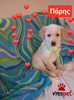 Ράτσα: Λαμπραντόρ - Labrador | Ηλικία: 2 μηνών | Φύλο: Θηλυκό | Αρ. Microchip: 990000014587458 | Ημίαιμο | Περιοχή: Λαυρεωτική, Αττική
