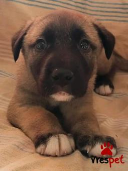 Ράτσα: Άγνωστο - Ημίαιμο | Ηλικία: 2 μηνών | Φύλο: Θηλυκό | Αρ. Microchip: - | Περιοχή: Κιλκίς, Μακεδονία