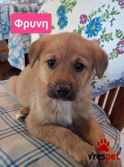 Ράτσα: Λαμπραντόρ - Labrador | Ηλικία: 2 μηνών | Φύλο: Αρσενικό | Αρ. Microchip: 990000014587458 | Ημίαιμο | Περιοχή: Λαυρεωτική, Αττική