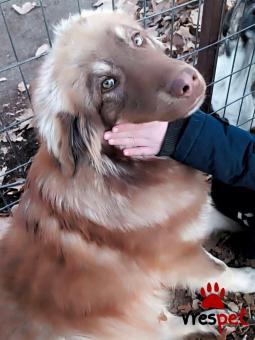 Ράτσα: Άγνωστο - Ημίαιμο | Ηλικία: 1 έτους | Φύλο: Αρσενικό | Αρ. Microchip: 0000000 | Περιοχή: Κορδελιό Εύοσμος, Θεσσαλονίκη