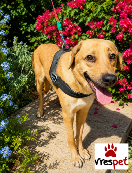 Ράτσα: Λαμπραντόρ - Labrador | Ηλικία: 2 ετών | Φύλο: Αρσενικό | Αρ. Microchip: 0 | Ημίαιμο | Περιοχή: Γλυφάδα, Αττική