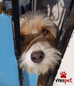 Ράτσα: Άγνωστο - Ημίαιμο | Ηλικία: 1 έτους | Φύλο: Αρσενικό | Αρ. Microchip: 0000000 | Περιοχή: Κορδελιό Εύοσμος, Θεσσαλονίκη