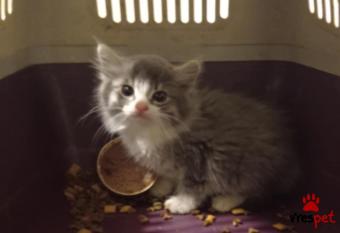 Ράτσα: Άγνωστο - Ημίαιμο | Ηλικία: 2 μηνών | Φύλο: Θηλυκό | Αρ. Microchip: 000000000000000000000 | Ημίαιμο | Περιοχή: Χαϊδάρι, Αττική