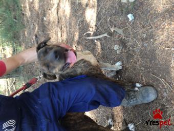 Ράτσα: Αμερικάνικο Σταφορντσάιρ τεριέ - American Staffordshire Terrier | Ηλικία: 2 ετών | Φύλο: Θηλυκό | Αρ. Microchip: 62899200001772 | Περιοχή: Νεάπολη Συκεές, Θεσσαλονίκη