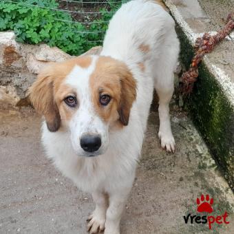 Ράτσα: Ελληνικός Ποιμενικός - Greek Shepherd | Ηλικία: 1 έτους | Φύλο: Θηλυκό | Αρ. Microchip: 0933666657414564 | Ημίαιμο | Περιοχή: Λαυρεωτική, Αττική