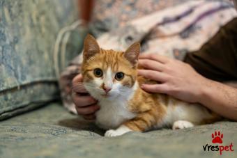 Ράτσα: Άγνωστο - Ημίαιμο | Ηλικία: 3 μηνών | Φύλο: Αρσενικό | Αρ. Microchip: 000 | Ημίαιμο | Περιοχή: Αττική