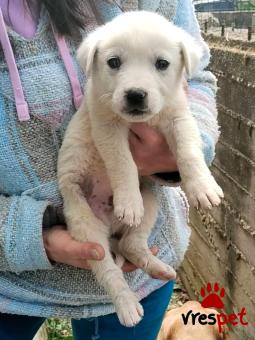 Ράτσα: Άγνωστο - Ημίαιμο | Ηλικία: 2 μηνών | Φύλο: Θηλυκό | Αρ. Microchip: - | Περιοχή: Κιλκίς, Μακεδονία